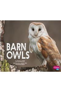 Barn Owls