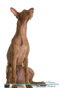 Pharaoh Hound Affirmations Workbook Pharaoh Hound Presents