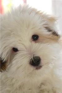 Cuddly White Coton de Tulear Puppy Dog Journal