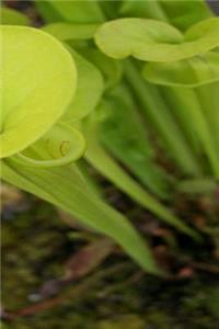 Journal Pretty Trumpet Pitcher Plant