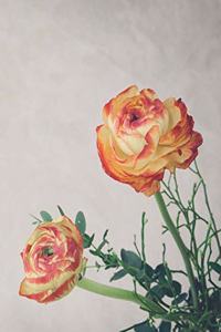 Ranunculus