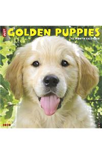 Just Golden Puppies 2020 Wall Calendar (Dog Breed Calendar)