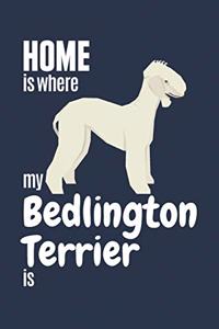 Home is where my Bedlington Terrier is