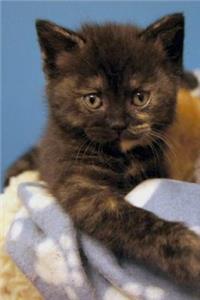 Kitten Notebook