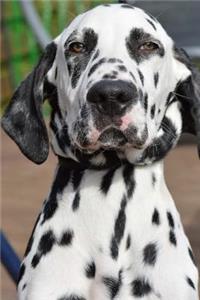 Dalmation Notebook