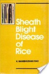 Sheath Blight Disease in Rice