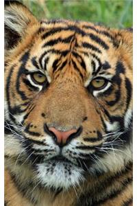 Sumatran Tiger Notebook