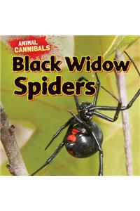 Black Widow Spiders