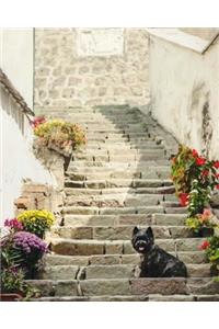 Cairn Terrier