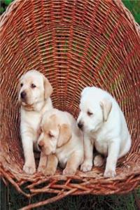 White Puppies Dog Photo Journal