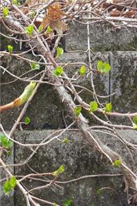 Journal Spring Vines Against Brick Wall