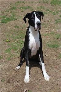 A Black and White Great Dane Sitting Down Journal
