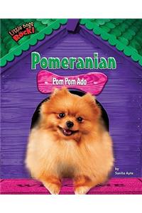 Pomeranian