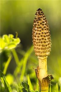 Horsetail or Cattail (Equisetum Arvense) Journal