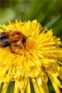 Taraxacum Dandelion Flower with a Bee Journal