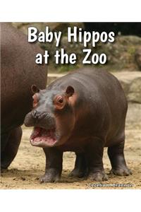 Baby Hippos at the Zoo