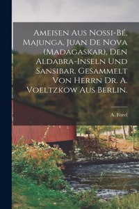 Ameisen Aus Nossi-Bé, Majunga, Juan De Nova (Madagaskar), Den Aldabra-Inseln Und Sansibar. Gesammelt Von Herrn Dr. A. Voeltzkow Aus Berlin.