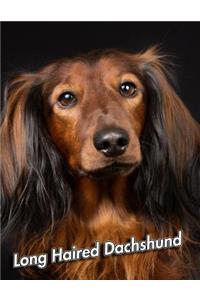 Long Haired Dachshund