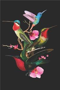 Kolibri Notizbuch