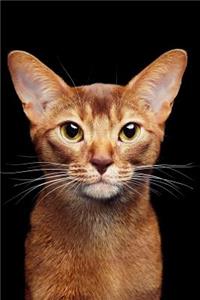 Abyssinian