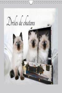 Droles De Chatons 2018
