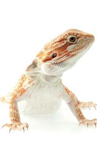 Bearded Dragon Notebook & Journal. Productivity Work Planner & Idea Notepad: Brainstorm Thoughts, Self Discovery, to Do List