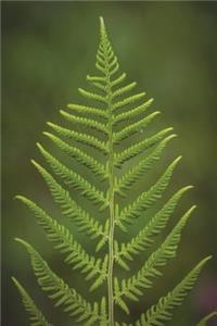 The Green Fern Journal