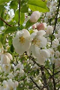 Springtime Journal Beautiful Flowering Tree