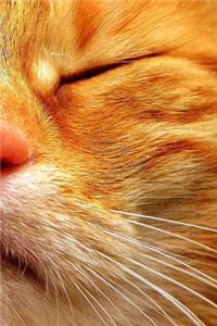 Cute Ginger Winking Kitty