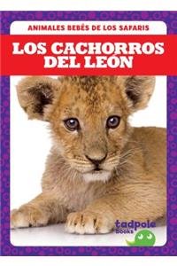 Los Cachorros del Leon (Lion Cubs)