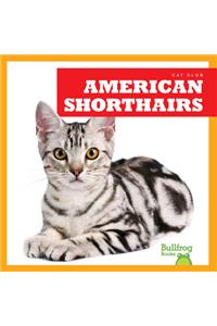 American Shorthairs