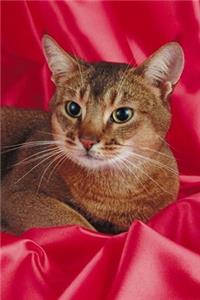 2020 Daily Planner Resting Cat Photo 388 Pages