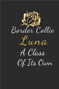 Border Collie Luna