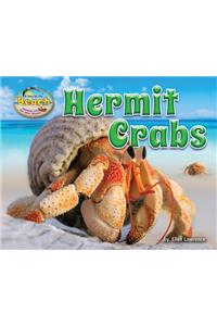 Hermit Crabs