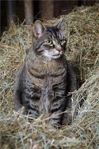 Barn Cat in the Straw Journal