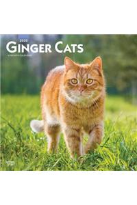 Ginger Cats 2020 Square