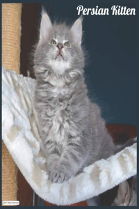 Persian Kitten 2021 Wall Calendar