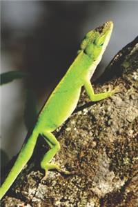 Pretty Blank Lined Journal for daily thoughts notebook Lovely Lake Arrowhead Photograph Lizard