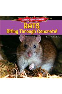 Rats: Biting Through Concrete!