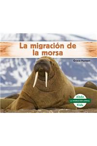 La Migración De La Morsa/ Walrus Migration