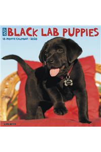 Just Black Lab Puppies 2020 Wall Calendar (Dog Breed Calendar)