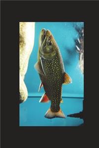 Salvelinus Fontinalis Brook Trout in an Aquarium Journal