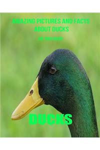 Ducks: Amazing Pictures and Facts about Ducks