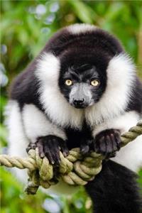 A Cute Black and White Lemur Perched on a Rope Journal