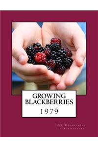 Growing Blackberries