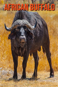 African Buffalo