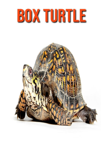 Box Turtle