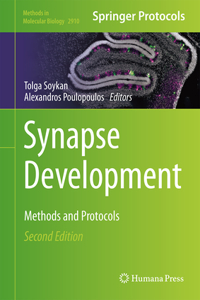 Synapse Development