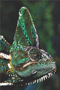 Veiled Chameleon Reptile
