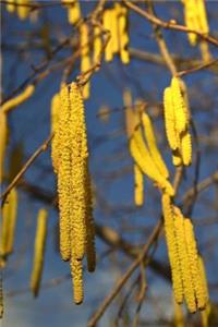 Yellow Hazelnut Flowers in Spring Foliage Journal